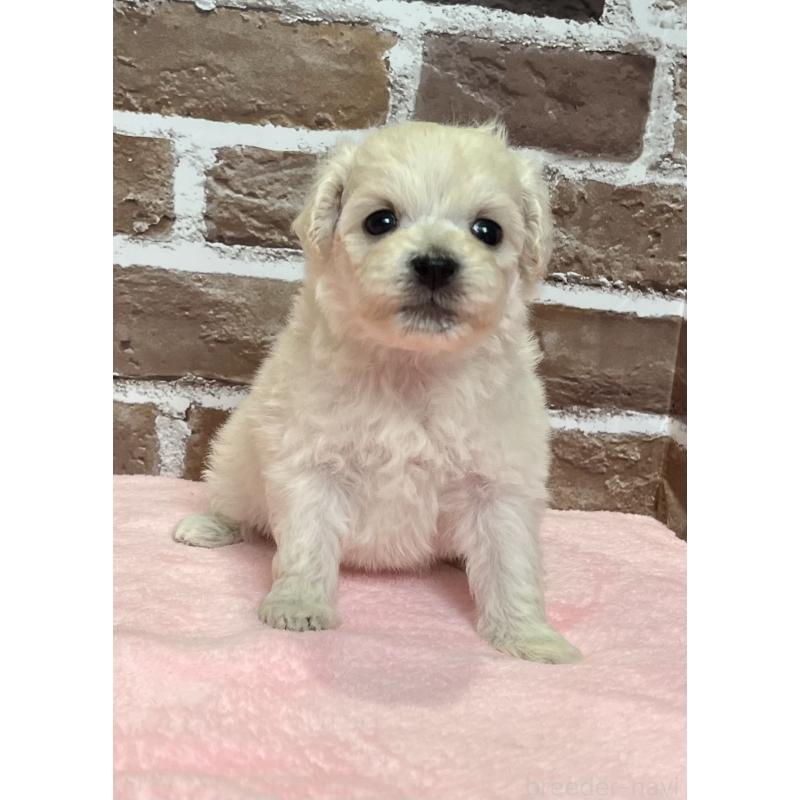販売中の鹿児島県のミックス犬-418485の1枚目