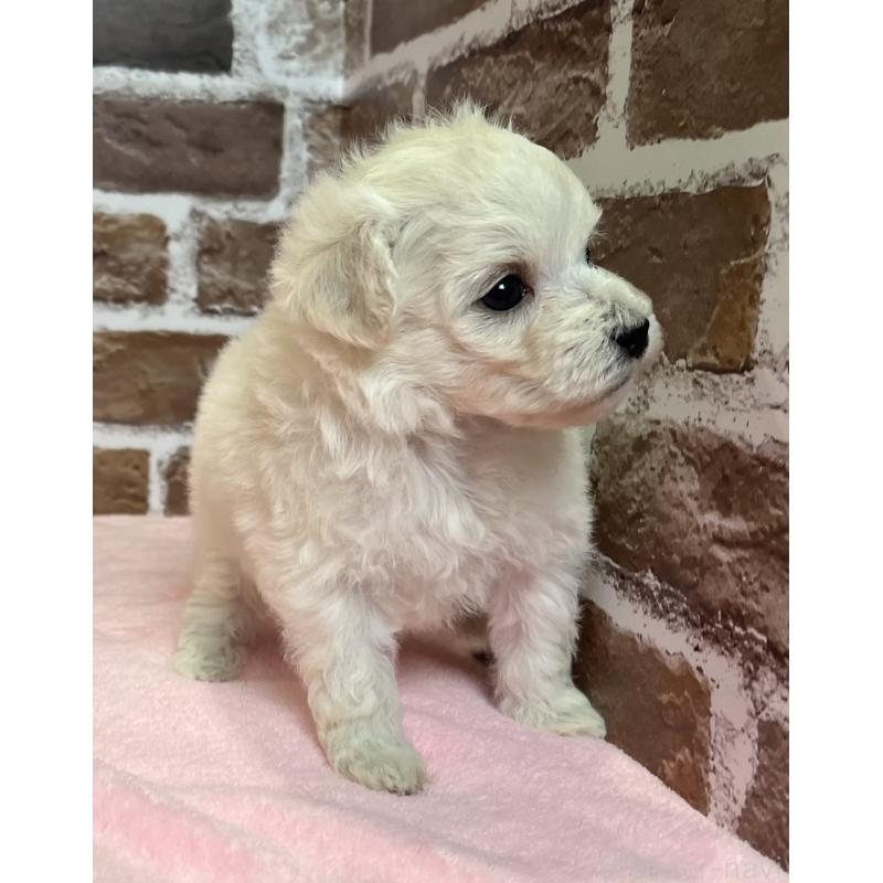 販売中の鹿児島県のミックス犬-418485の5枚目