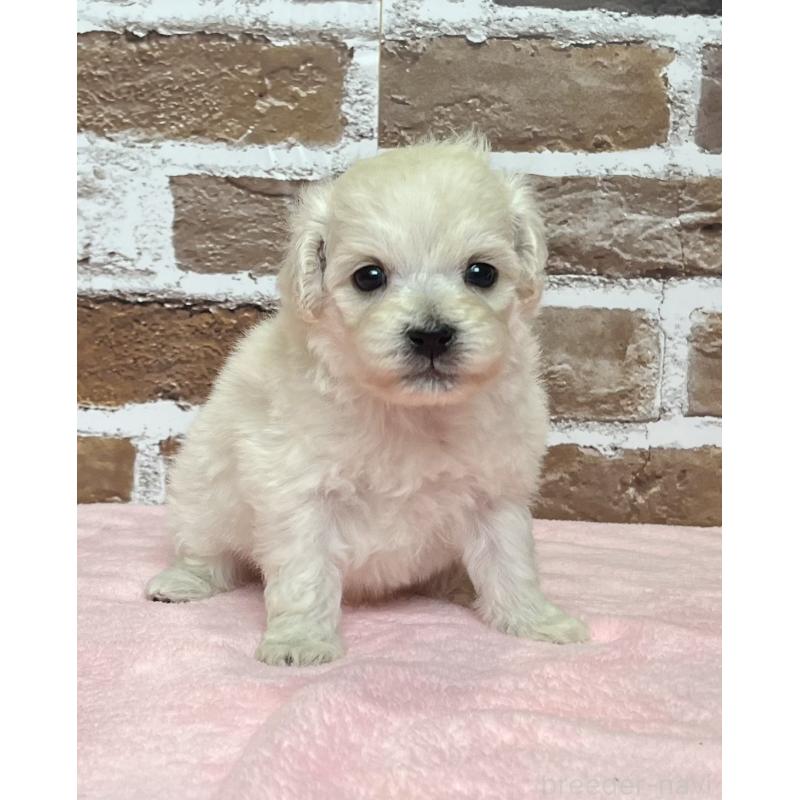 販売中の鹿児島県のミックス犬-418485の4枚目
