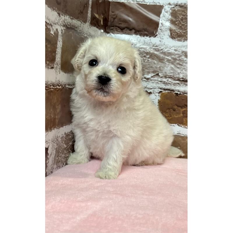 販売中の鹿児島県のミックス犬-418485の3枚目