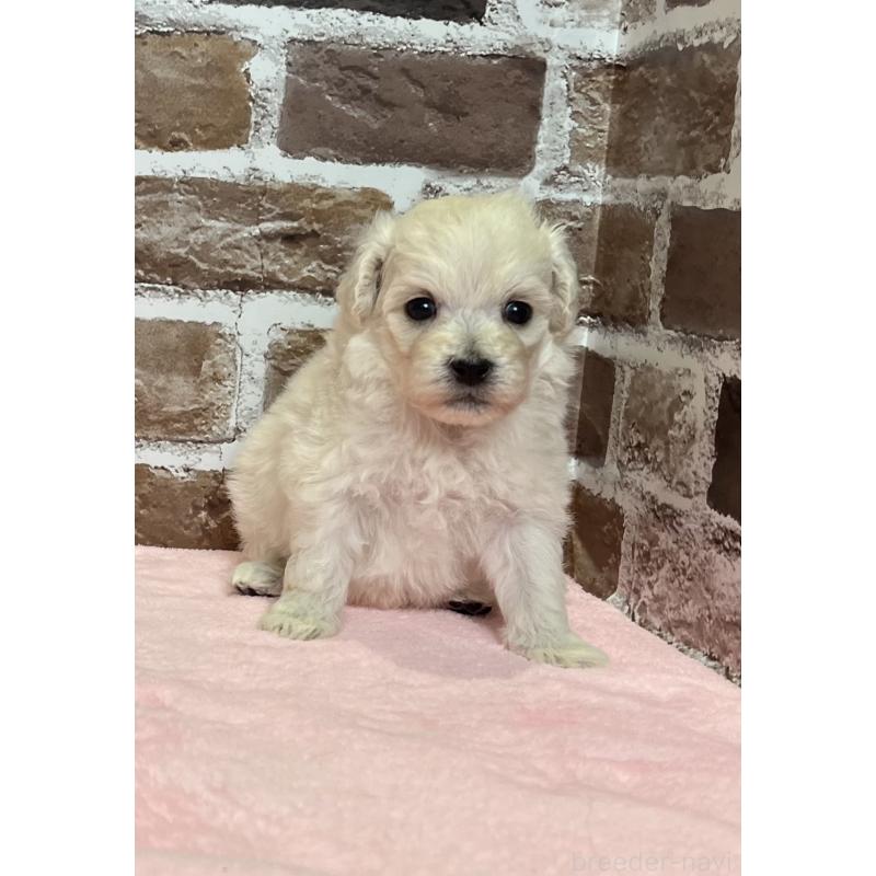 販売中の鹿児島県のミックス犬-418485の2枚目