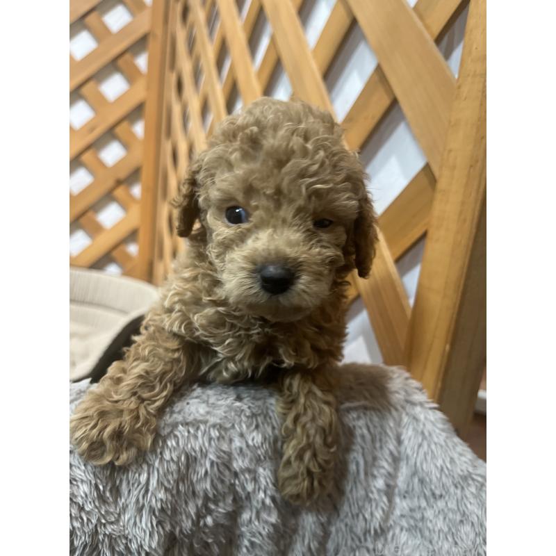 販売中の沖縄県のトイプードル-414980の8枚目