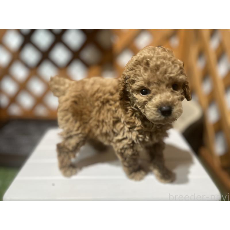 販売中の沖縄県のトイプードル-414980の7枚目