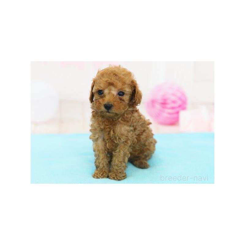 成約済の神奈川県のトイプードル-413723の1枚目