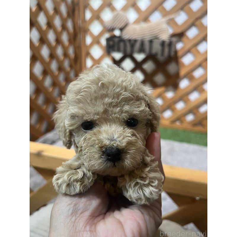 成約済の沖縄県のトイプードル-414981の7枚目