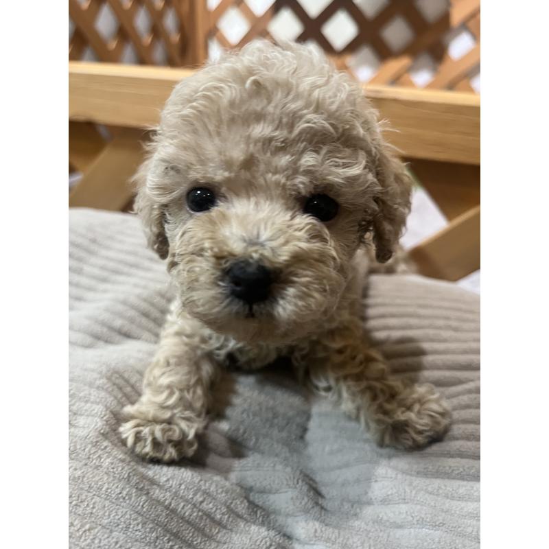 成約済の沖縄県のトイプードル-414981の6枚目