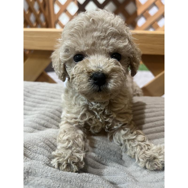 成約済の沖縄県のトイプードル-414981の5枚目