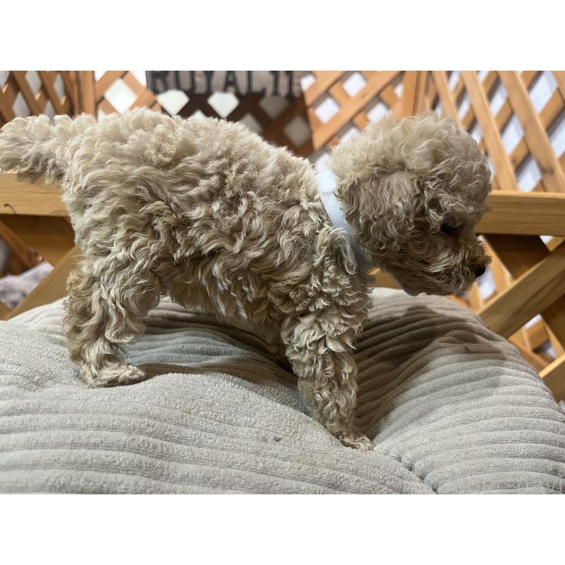 成約済の沖縄県のトイプードル-414981の4枚目