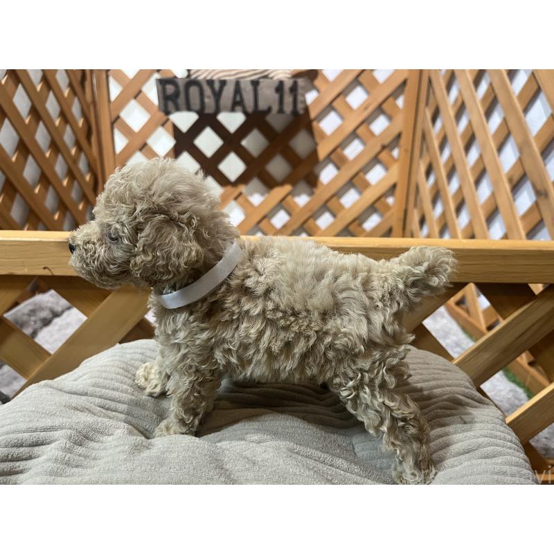 成約済の沖縄県のトイプードル-414981の3枚目