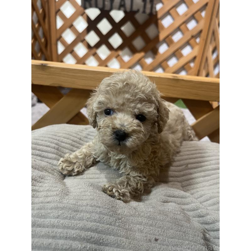 成約済の沖縄県のトイプードル-414981の2枚目