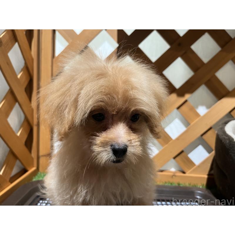 販売中の沖縄県のマルプー:マルチーズ×トイプードル-408235の2枚目