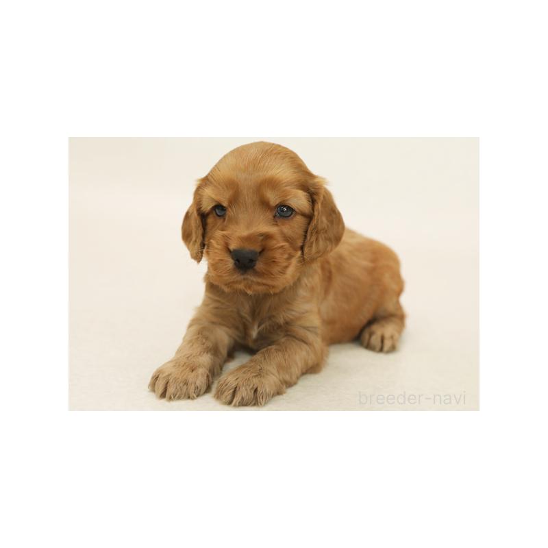 成約済の神奈川県のイングリッシュコッカースパニエル-415215の2枚目