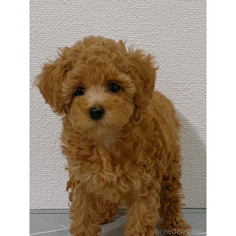販売中の宮崎県のティーカッププードル-418490の1枚目