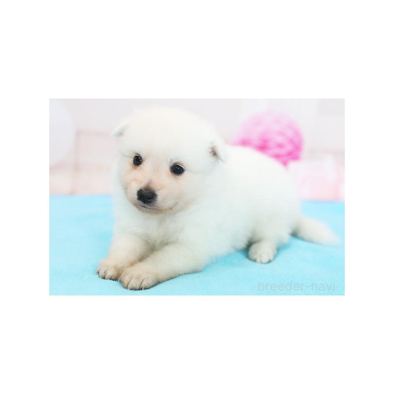 販売中の神奈川県の日本スピッツ-415206の2枚目