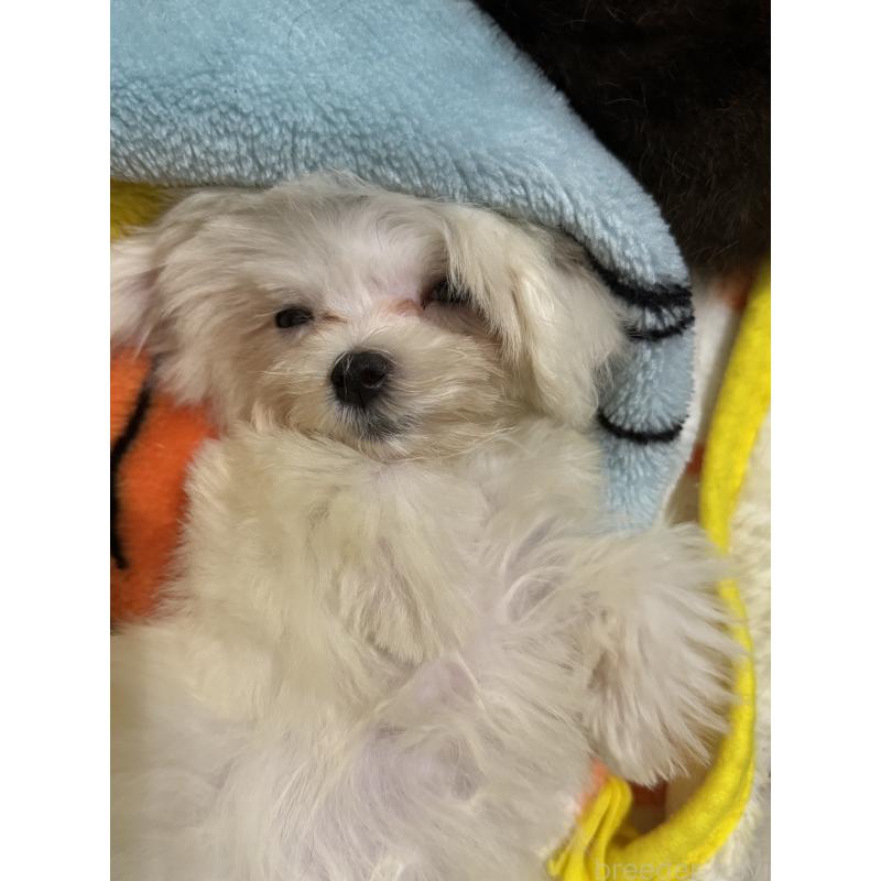 販売中の滋賀県のマルチーズ-417151の2枚目