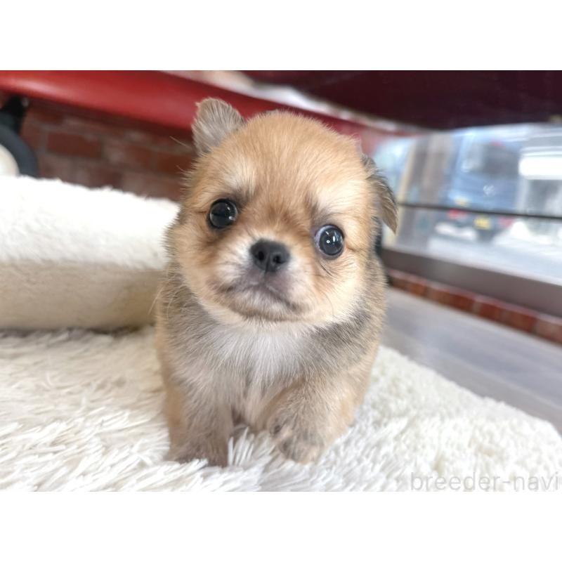 販売中の神奈川県のチワワ(ロングコート)-418492の6枚目