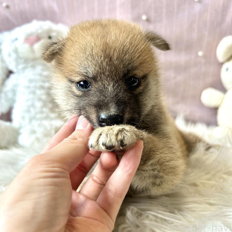 販売中の栃木県の柴犬-418256の9枚目