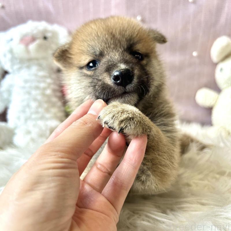 販売中の栃木県の柴犬-418256の8枚目