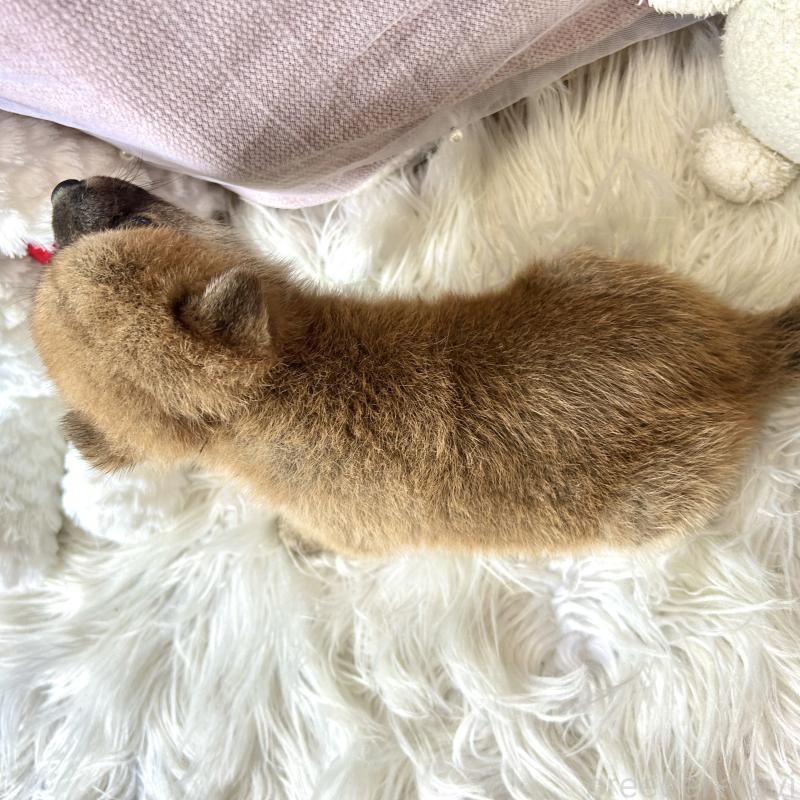 販売中の栃木県の柴犬-418256の7枚目