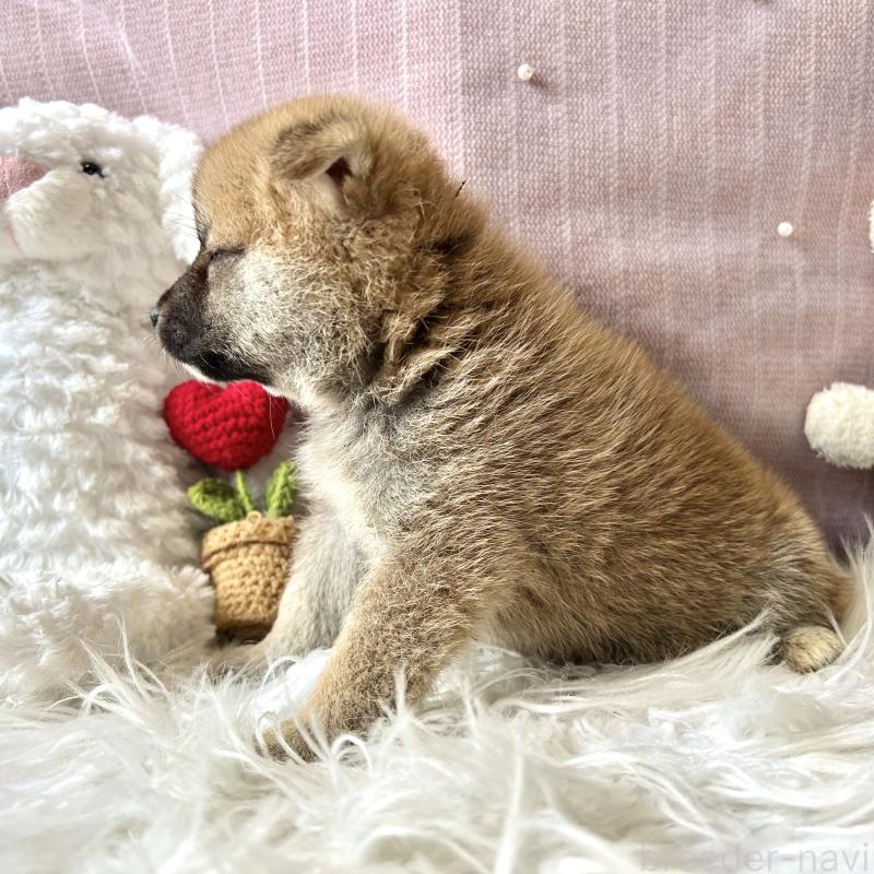 販売中の栃木県の柴犬-418256の6枚目
