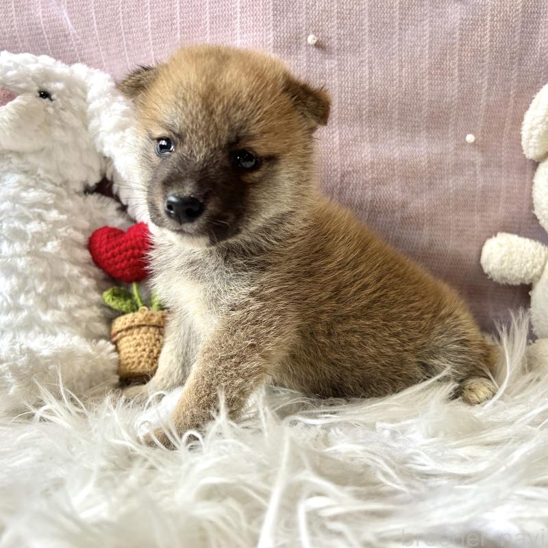 販売中の栃木県の柴犬-418256の5枚目