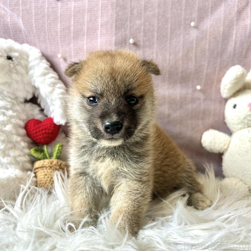 販売中の栃木県の柴犬-418256の4枚目