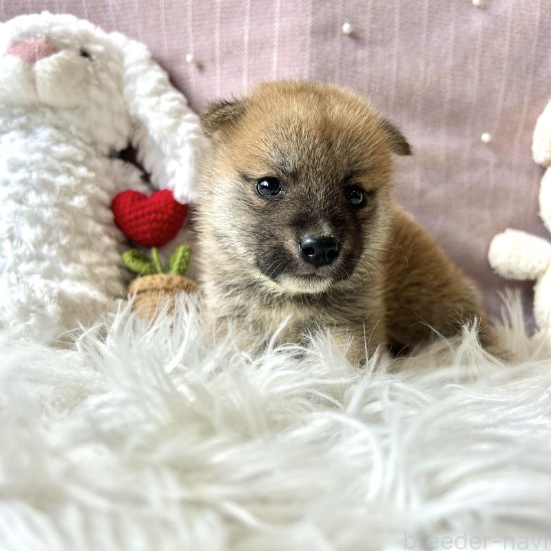 販売中の栃木県の柴犬-418256の3枚目
