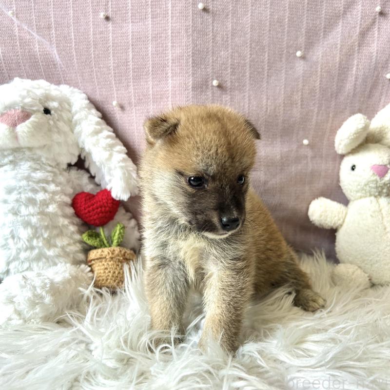 販売中の栃木県の柴犬-418256の2枚目