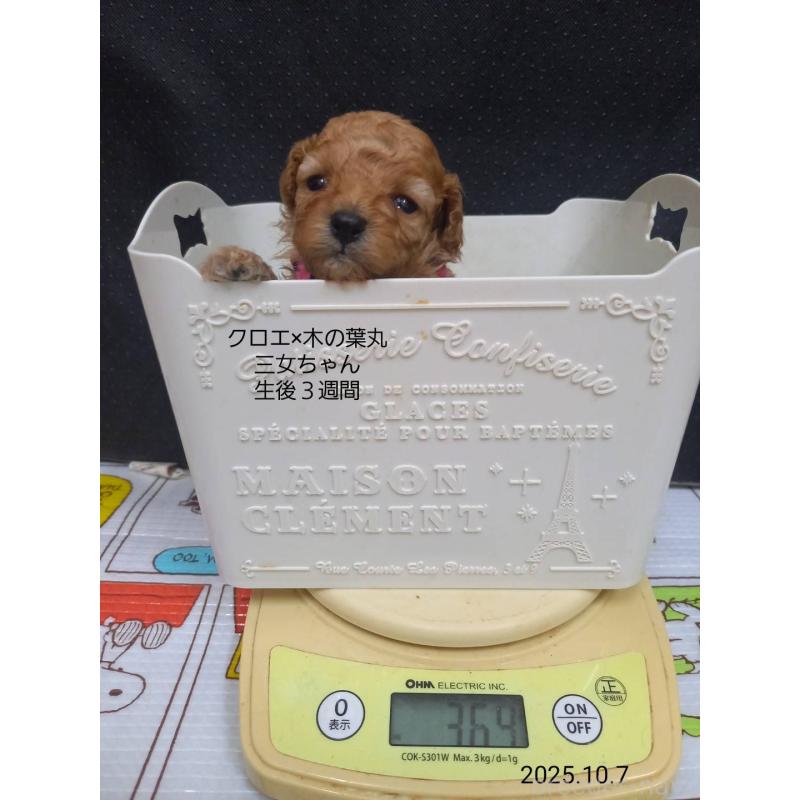 販売中の大阪府のティーカッププードル-413835の3枚目