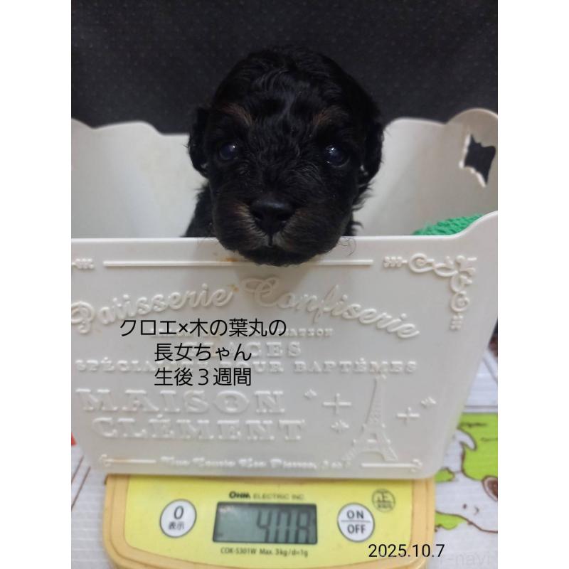 販売中の大阪府のティーカッププードル-413830の3枚目