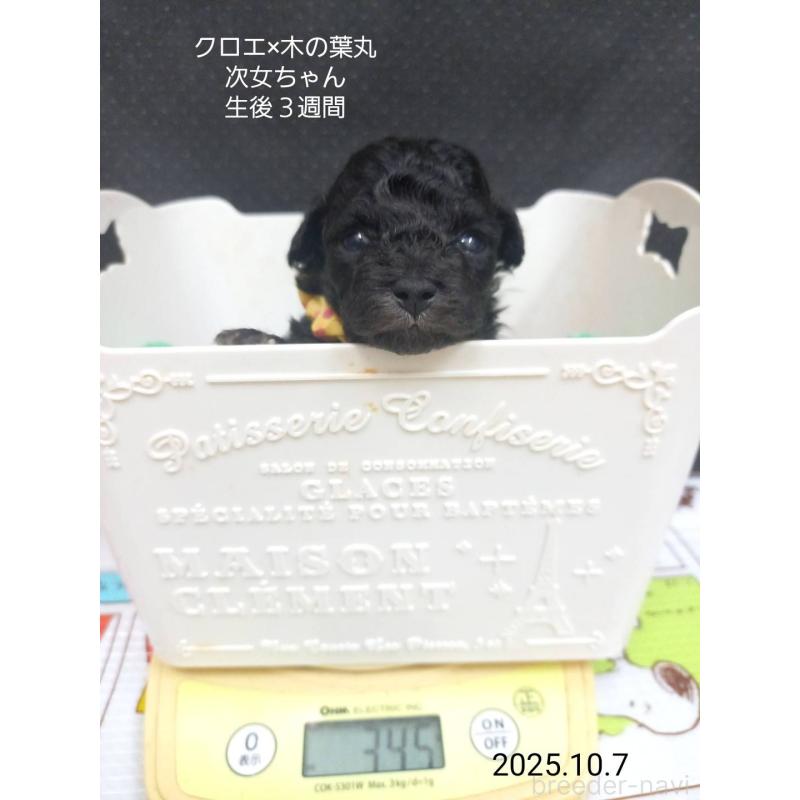 成約済の大阪府のティーカッププードル-413833の2枚目