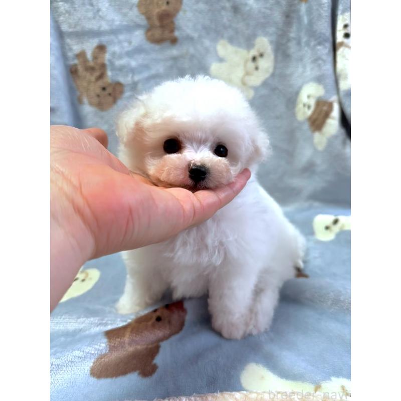 成約済の山形県のビションフリーゼ-416528の2枚目