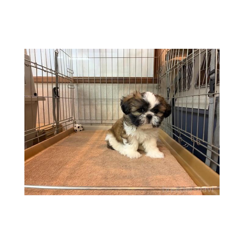 成約済の東京都のシーズー-412683の1枚目