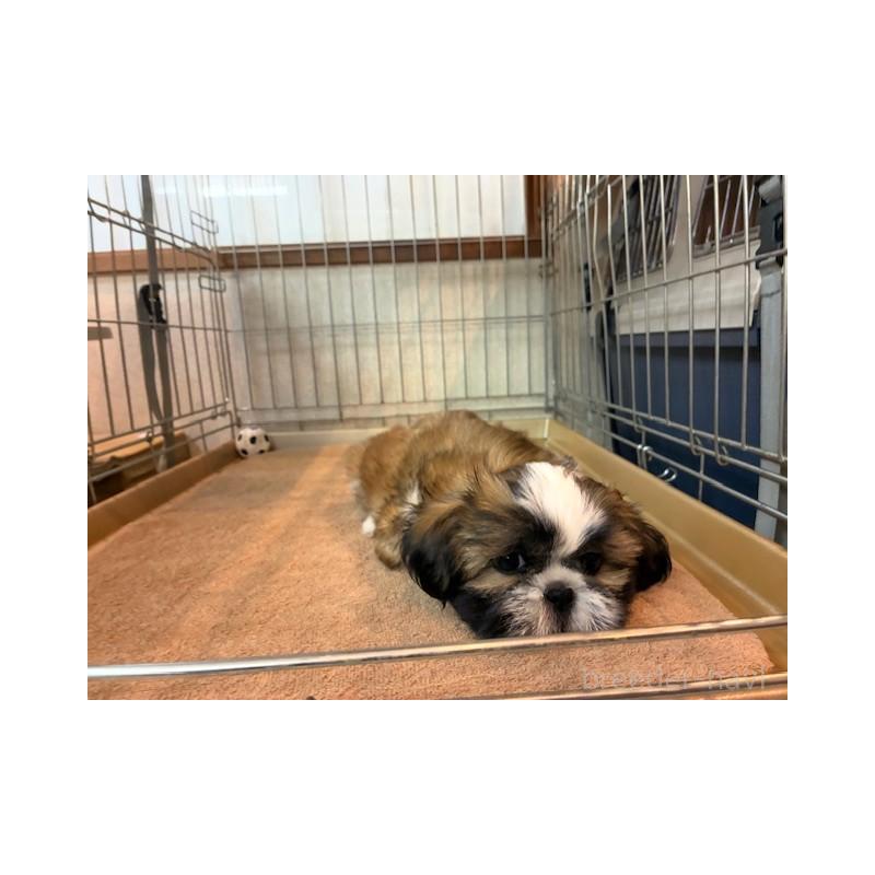 成約済の東京都のシーズー-412683の6枚目