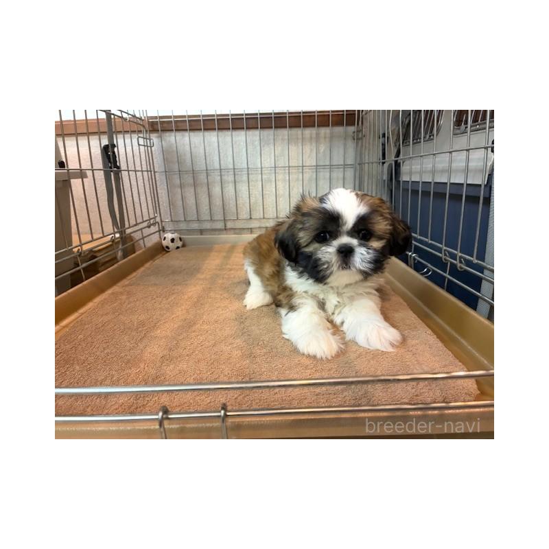 成約済の東京都のシーズー-412683の5枚目