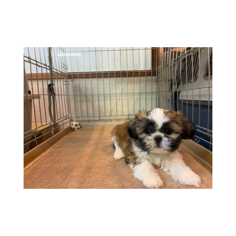 成約済の東京都のシーズー-412683の4枚目