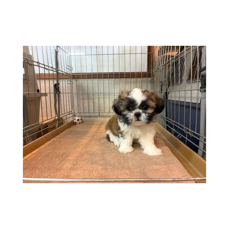 成約済の東京都のシーズー-412683の3枚目