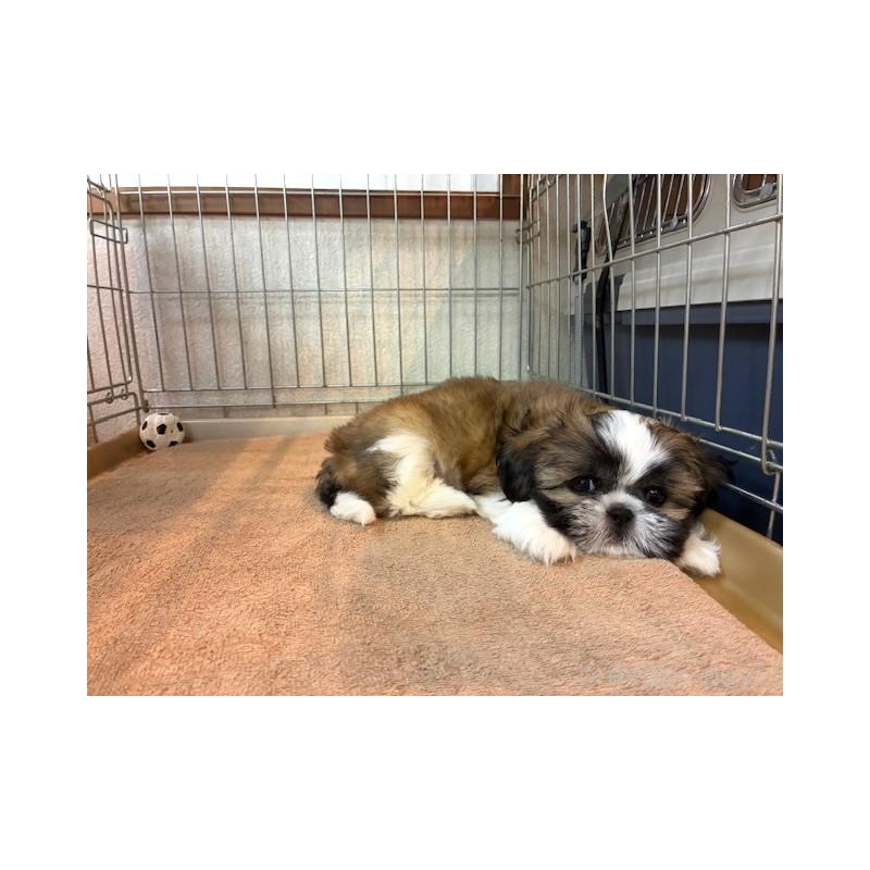 成約済の東京都のシーズー-412683の2枚目