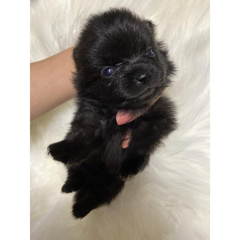 販売中の熊本県のポメラニアン-416514