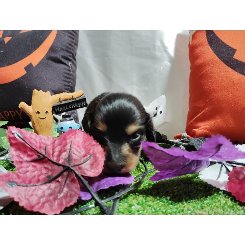 販売中の愛知県のミニチュアダックスフンド(ロングヘアード)-416273の5枚目