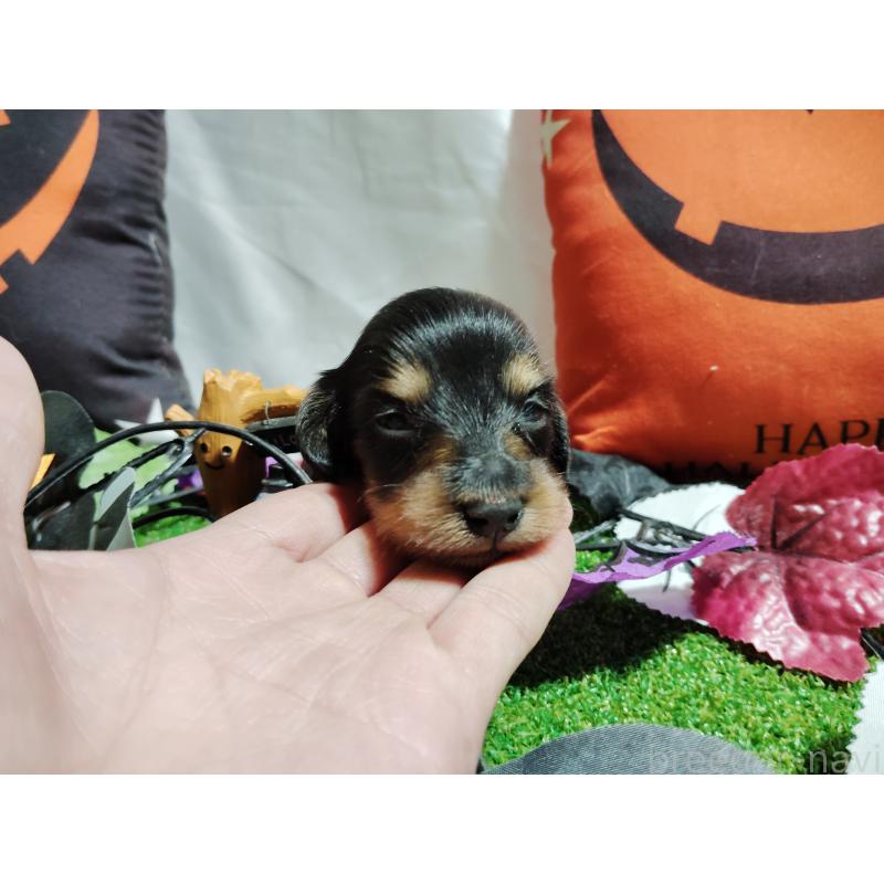 販売中の愛知県のミニチュアダックスフンド(ロングヘアード)-416273の4枚目