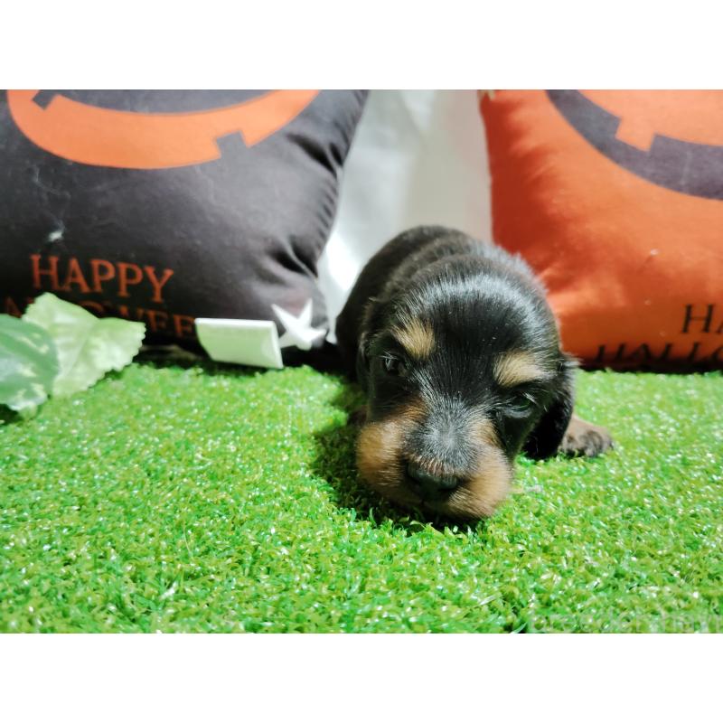 販売中の愛知県のミニチュアダックスフンド(ロングヘアード)-416273の3枚目