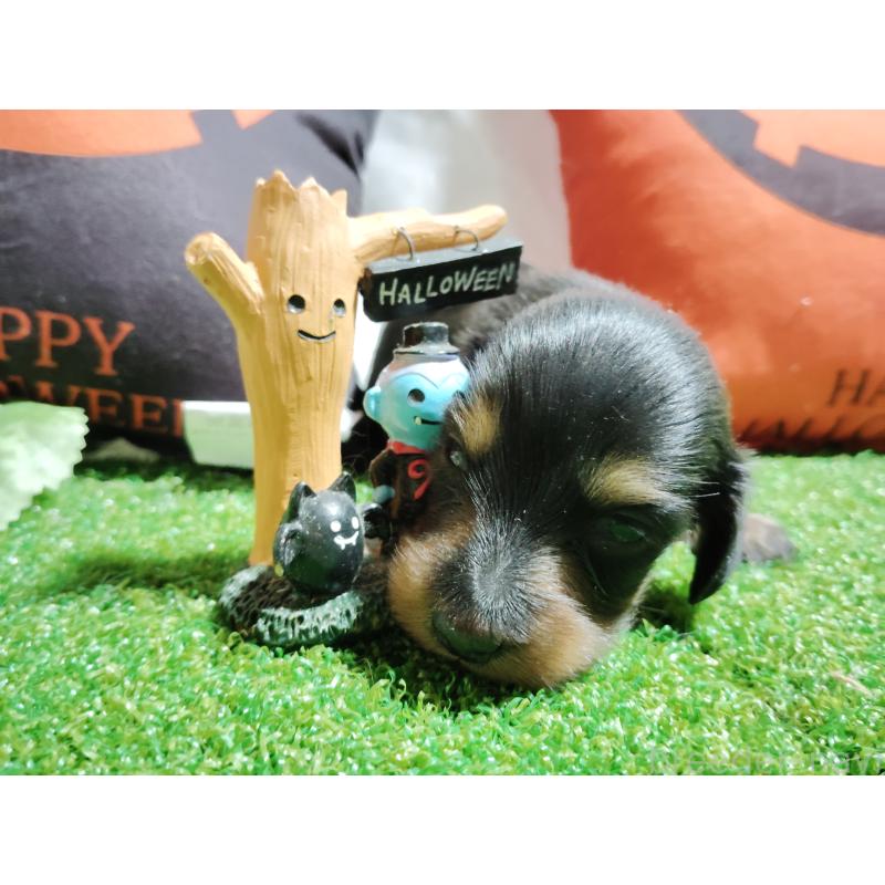 販売中の愛知県のミニチュアダックスフンド(ロングヘアード)-416273の2枚目