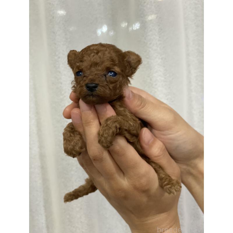販売中の石川県のティーカッププードル-418512の6枚目