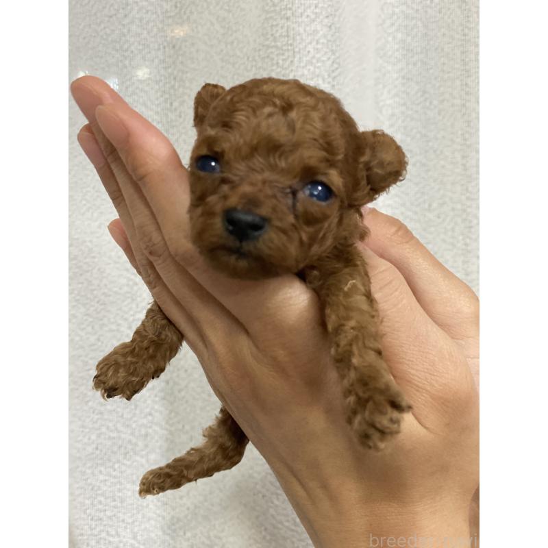 販売中の石川県のティーカッププードル-418512の3枚目