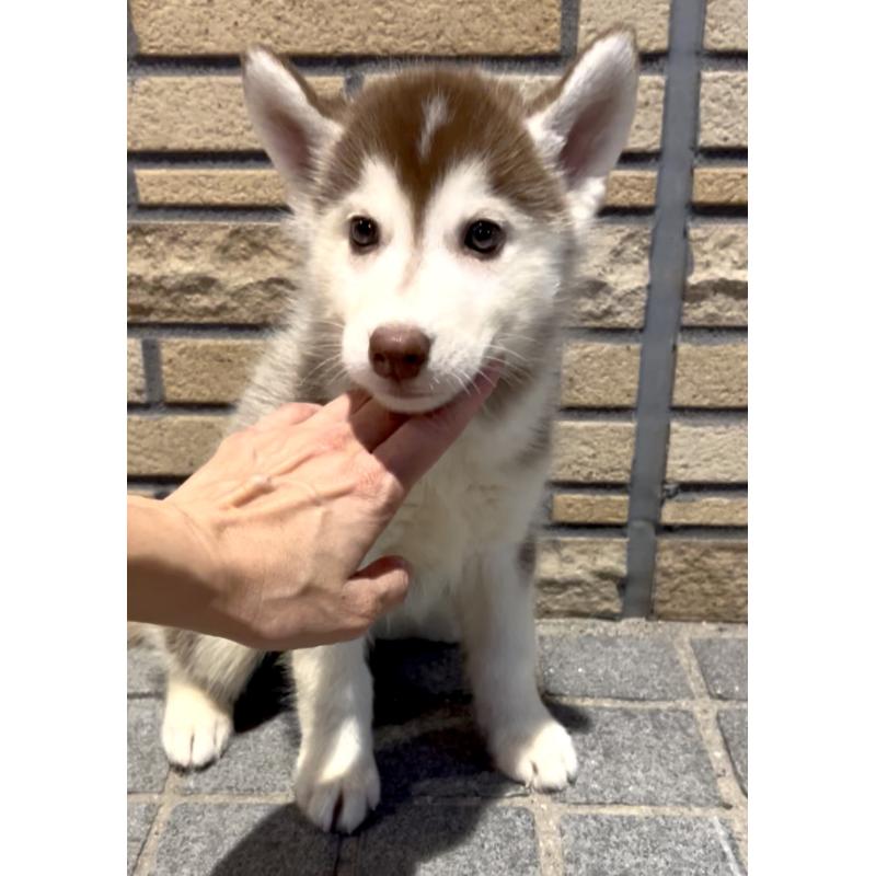 販売中の奈良県のシベリアンハスキー-418514の11枚目