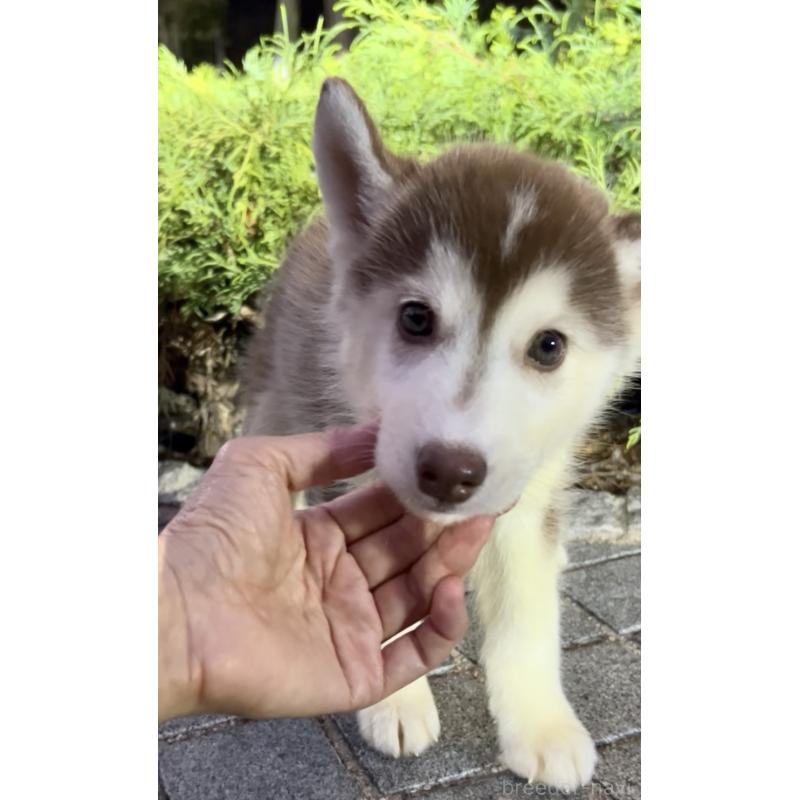 販売中の奈良県のシベリアンハスキー-418514の1枚目