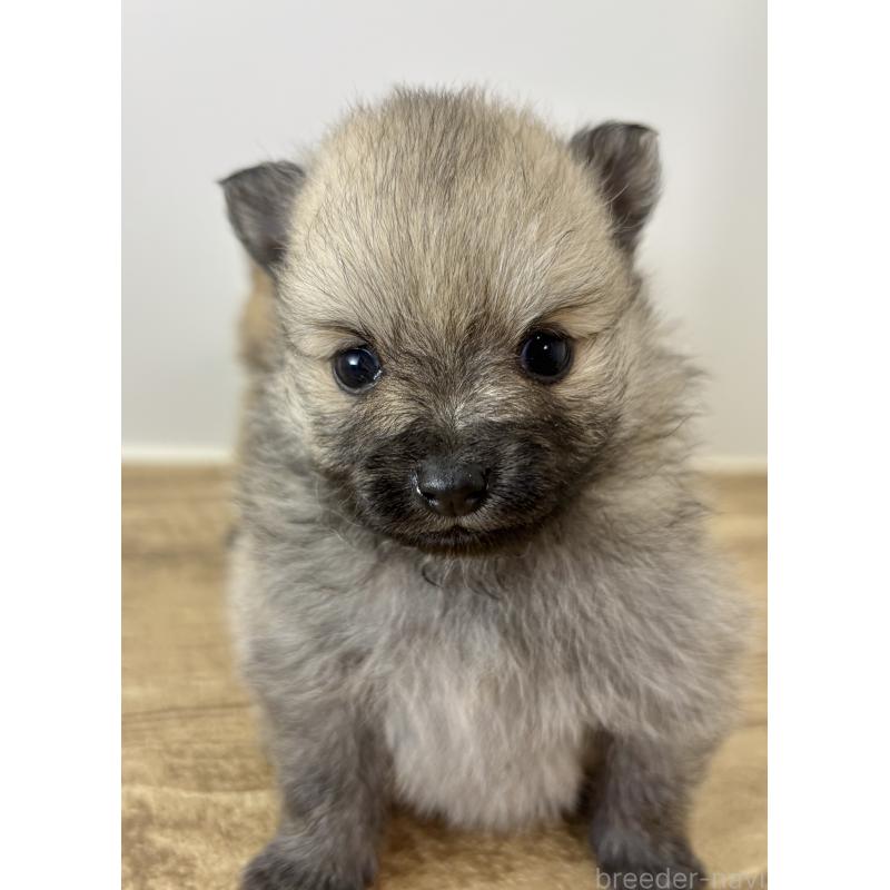 成約済の千葉県のポメラニアン-416622の22枚目