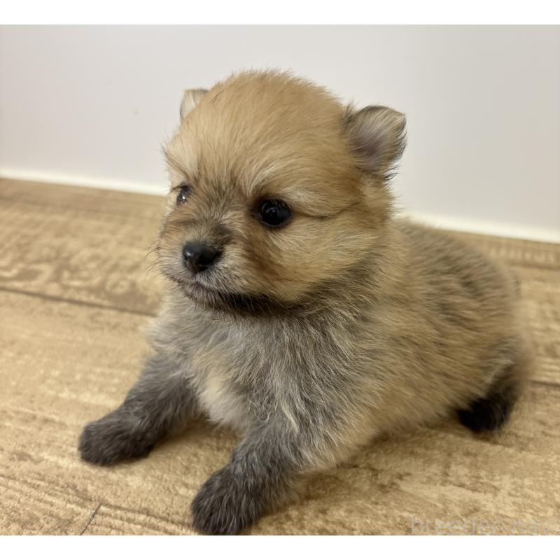 成約済の千葉県のポメラニアン-416623の19枚目