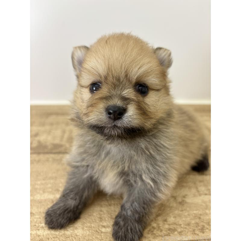 成約済の千葉県のポメラニアン-416623の18枚目